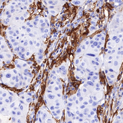 CD16 Recombinant Rabbit mAb (SDT-387-36)