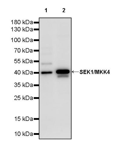 SEK1/MKK4 Rabbit Polyclonal Antibody