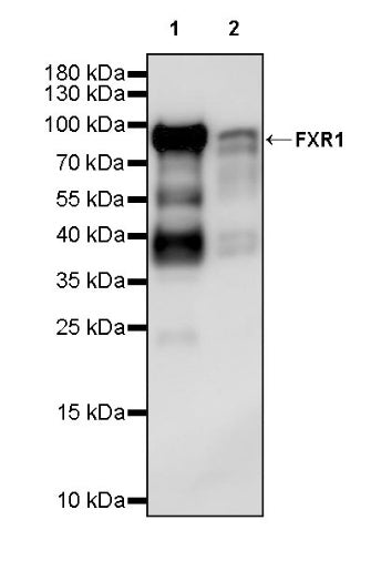 FXR1 Rabbit Polyclonal Antibody
