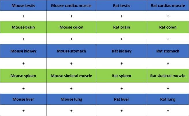 GAPDH Recombinant Mouse mAb (S-4721)