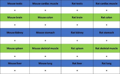 GAPDH Recombinant Mouse mAb (S-4721)