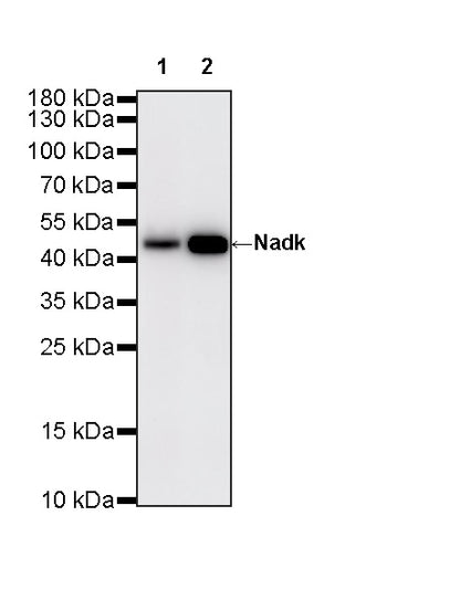 Nadk Recombinant Rabbit mAb (S-4113-65)