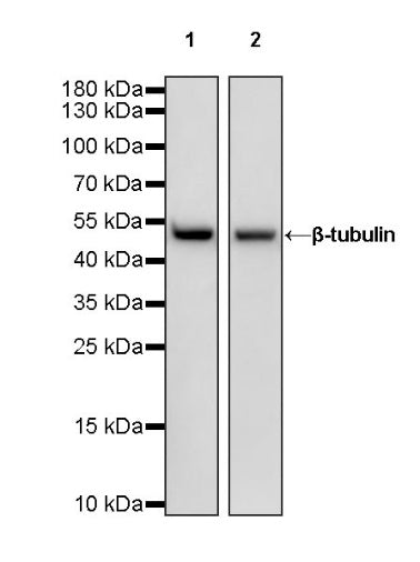 β-tubulin Recombinant Rabbit mAb (HRP Conjugate) (S-R014)