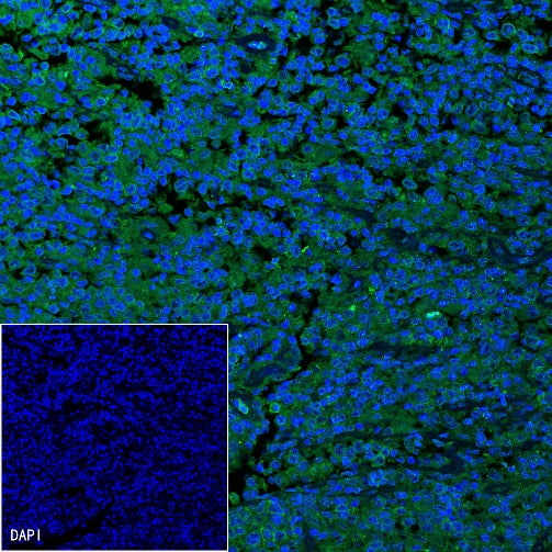 Goat Anti-Mouse lgG (H+L) (min X Hu, Bov Sr Prot) (Alexa Fluor® 488 Conjugate)