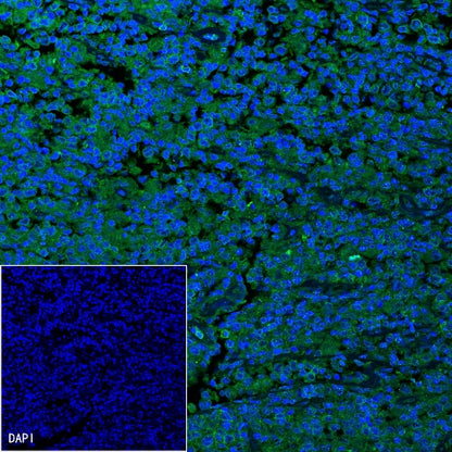 Goat Anti-Mouse lgG (H+L) (min X Hu, Bov Sr Prot) (Alexa Fluor® 488 Conjugate)