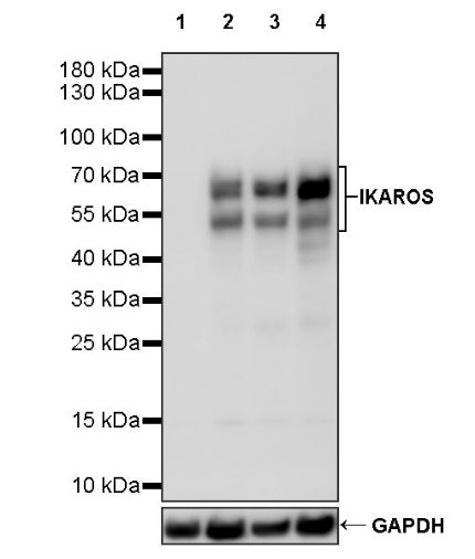 IKAROS Recombinant Rabbit mAb (S-729-146)