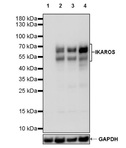 IKAROS Recombinant Rabbit mAb (S-729-146)