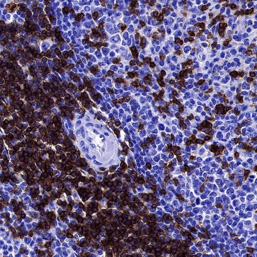 CD3 epsilon Mouse mAb (SDT-570-36)