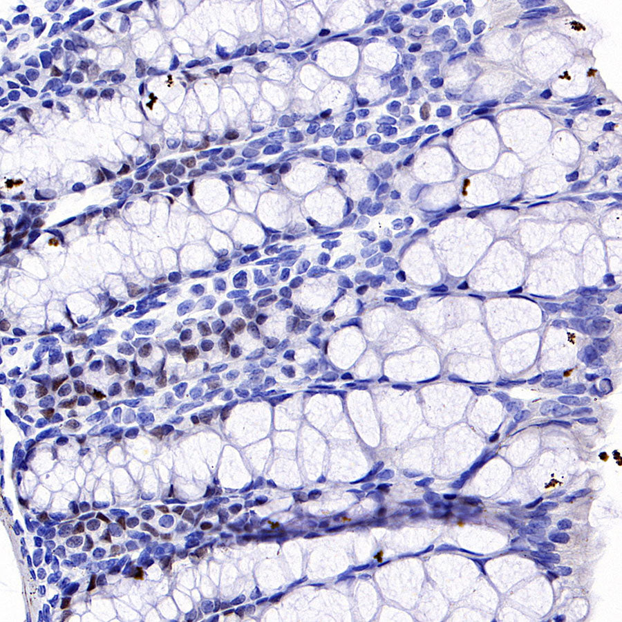 S-RMab® c-Myc Recombinant Rabbit mAb (SDT-R138)