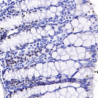 S-RMab® c-Myc Recombinant Rabbit mAb (SDT-R138)