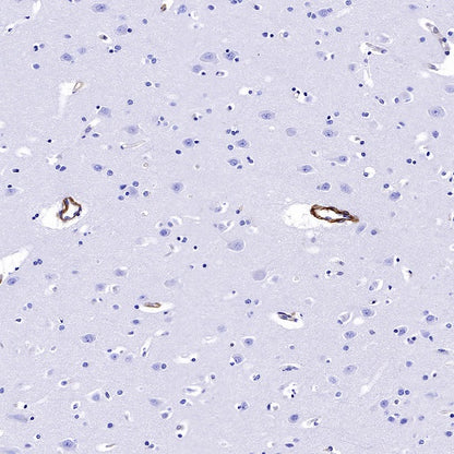 CD239 Recombinant Rabbit mAb (S-R284)