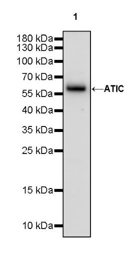 ATIC Rabbit Polyclonal Antibody
