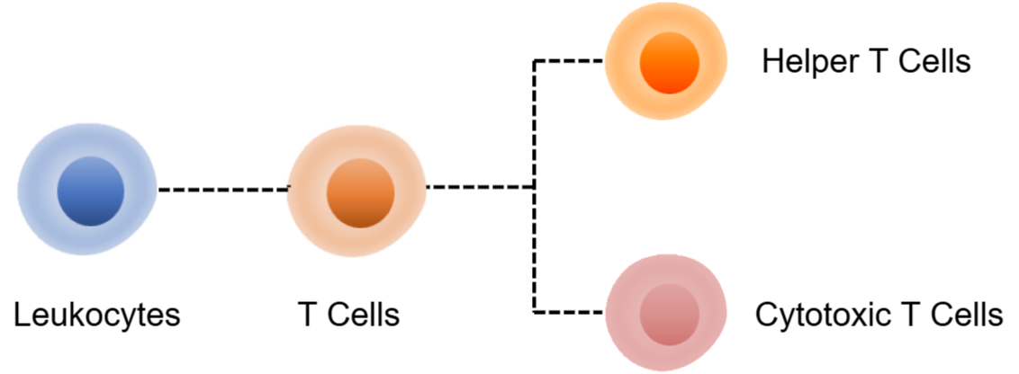 Human T Cell Panel Kit