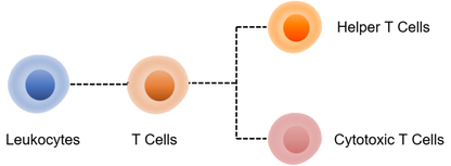 Human T Cell Panel Kit