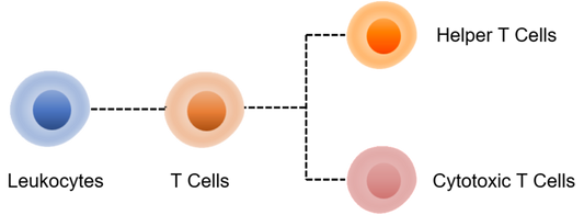 Human T Cell Panel Kit