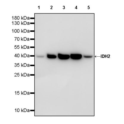 IDH2 Recombinant Rabbit mAb (S-1525-5)
