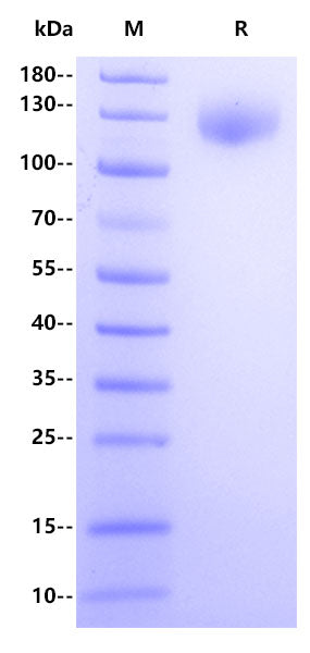 Human EGF R Protein, hFc Tag
