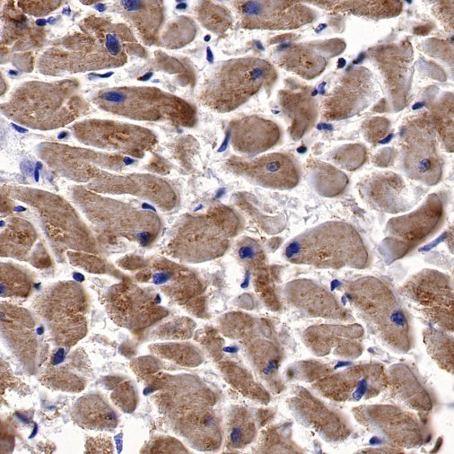 NDUFA1 Recombinant Rabbit mAb (S-1277-177)