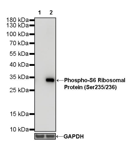 Phospho-S6 Ribosomal Protein (Ser235/236) Recombinant Rabbit mAb (S-R203)
