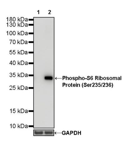 Phospho-S6 Ribosomal Protein (Ser235/236) Recombinant Rabbit mAb (S-R203)
