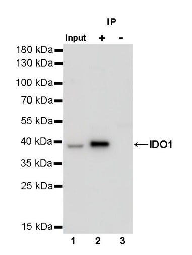 IDO1/Indoleamine 2,3-dioxygenase Recombinant Rabbit mAb (S-R225)