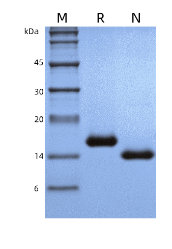 IL-7 Protein, Mouse