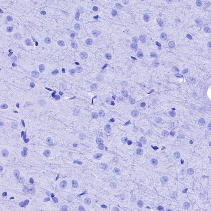S-RMab®Rabbit mAb IgG Isotype Control (S-R058)