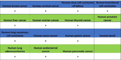 MARCKS Recombinant Rabbit mAb (S-3190-72)