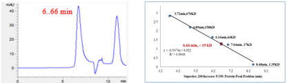 Cyclin E1 His Tag Protein, Human
