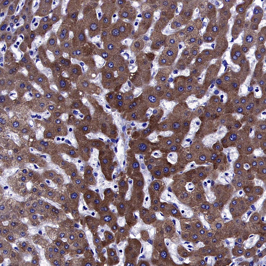 AKT1S1/PRAS40 Recombinant Rabbit mAb (S-4240-49)
