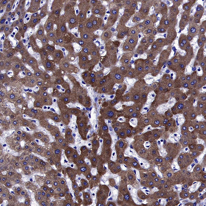 AKT1S1/PRAS40 Recombinant Rabbit mAb (S-4240-49)