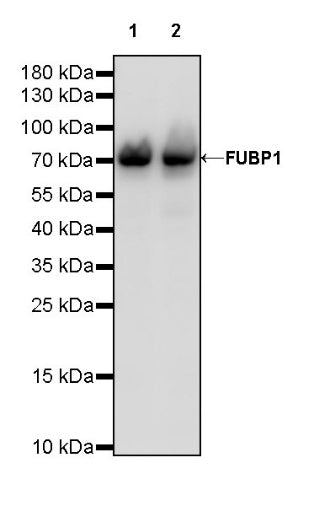FUBP1 Recombinant Rabbit mAb (S-739-21)