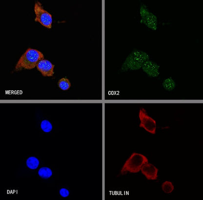 COX2 Recombinant Rabbit mAb (SDT-380-259)