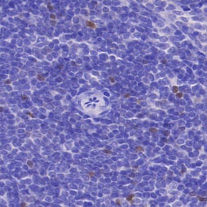 FOXP3 Recombinant Mouse mAb, PBS Only (SDT-3494)