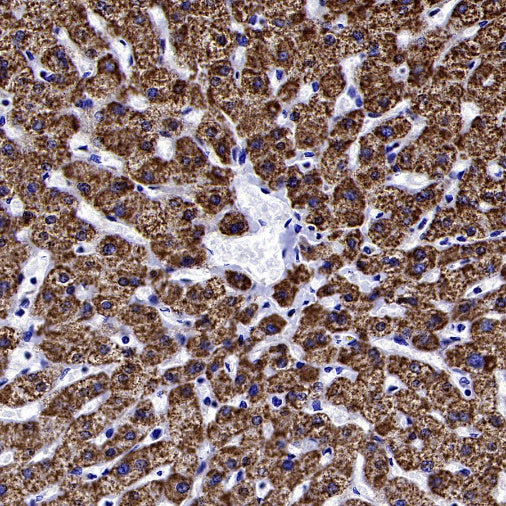 MFG1-E8 Recombinant Rabbit mAb (S-2530-74)