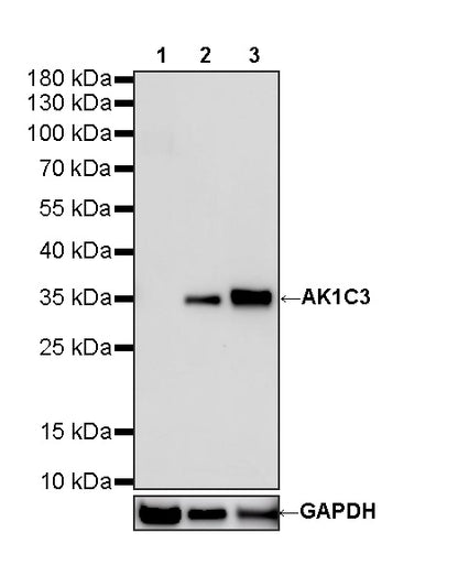 AK1C3 Rabbit Polyclonal Antibody