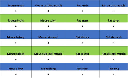 Integrin alpha V Recombinant Rabbit mAb (S-1798-27)