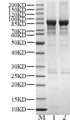 MAPK4 His&GST Tag Protein, Human