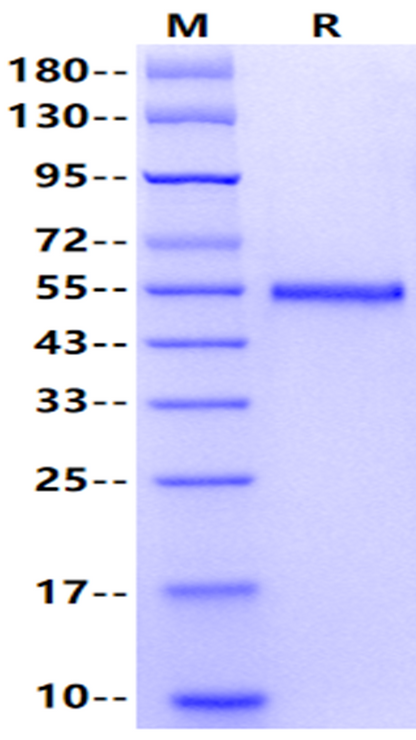 BDCA2/DLEC4C Fc Chimera Protein, Cynomolgus
