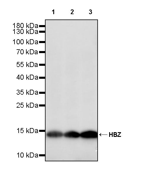 HBZ Rabbit Polyclonal Antibody