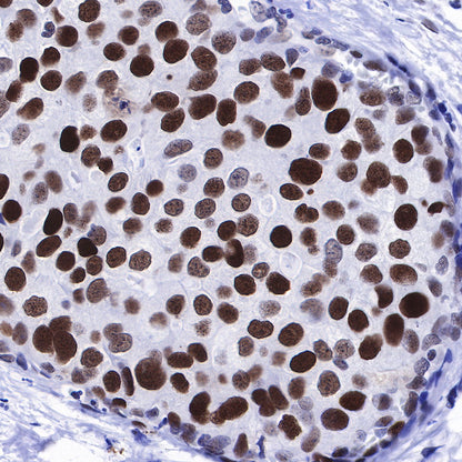 S-RMab® MCM2 Recombinant Rabbit mAb (SDT-018-68)