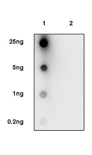 Histone H4 (Lactyl K8) Recombinant Rabbit mAb (S-3243-36)