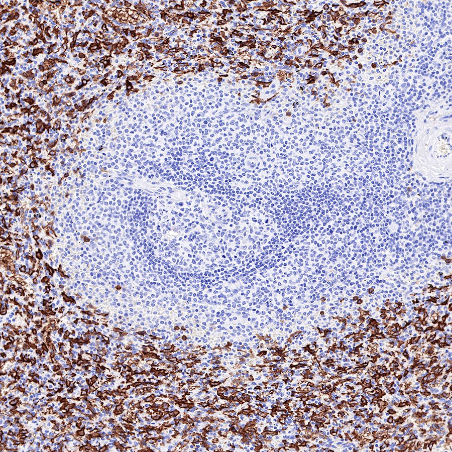 S-RMab® CD16a Recombinant Rabbit mAb (SDT-R099)