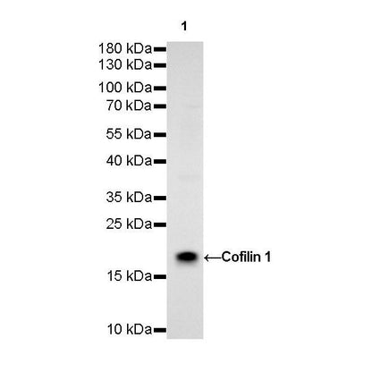 Product image media