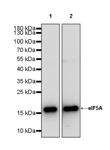 eIF5A Rabbit Polyclonal Antibody