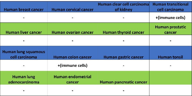CD88 Recombinant Rabbit mAb (S-1921-43)