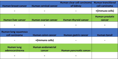 CD88 Recombinant Rabbit mAb (S-1921-43)