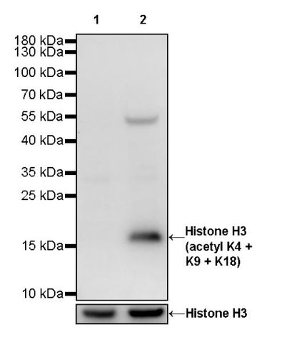 Histone H3 (acetyl K4 + K9 + K18) Rabbit polyclonal antibody