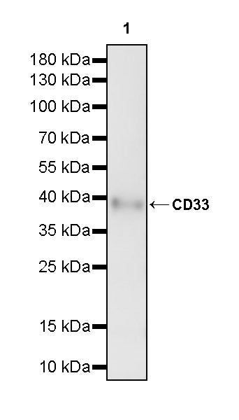 Anti-CD33 Monoclonal Antibody (Vadastuximab)