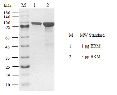 Biotin-SMARCA2 Protein, Human